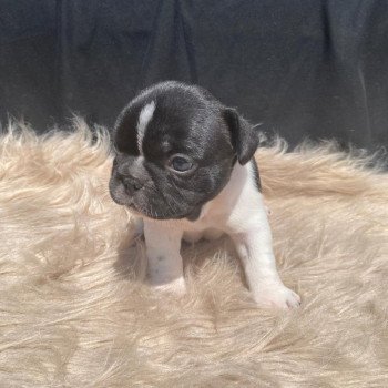 AEGIR Mâle Bouledogue francais