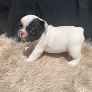 ALVISS Mâle Bouledogue francais