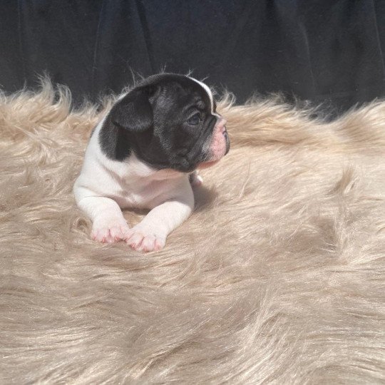 chiot Bouledogue francais Bringé Caille ARKINN Burgundy Bulldogs  