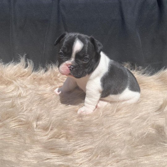 chiot Bouledogue francais Bringé Caille ARKINN Burgundy Bulldogs  