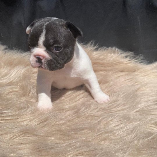 ASLAUG Femelle Bouledogue francais