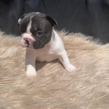 ASLAUG Femelle Bouledogue francais