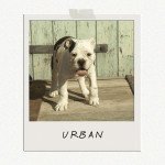 Urban Mâle Bulldog continental Urban Mâle Bulldog continental