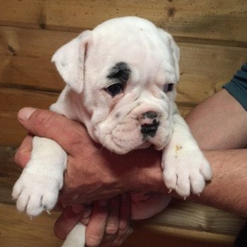 Ubbe Mâle Bulldog continental