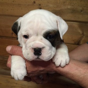 Utah Femelle Bulldog continental
