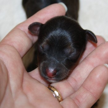 2e chiot (Portée Naïa ❤ Thylou 2023) - Mâle Fauve charbonné de noir Mâle Petit chien russe
