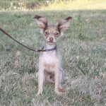 Ureka Mâle Petit chien russe Ureka Mâle Petit chien russe