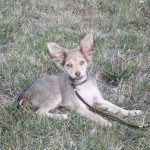 Ulko Mâle Petit chien russe Ulko Mâle Petit chien russe