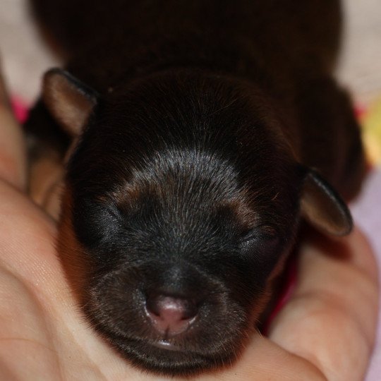 chiot Petit chien russe Fauve charbonné de noir Aïka La Nouknoukerie  