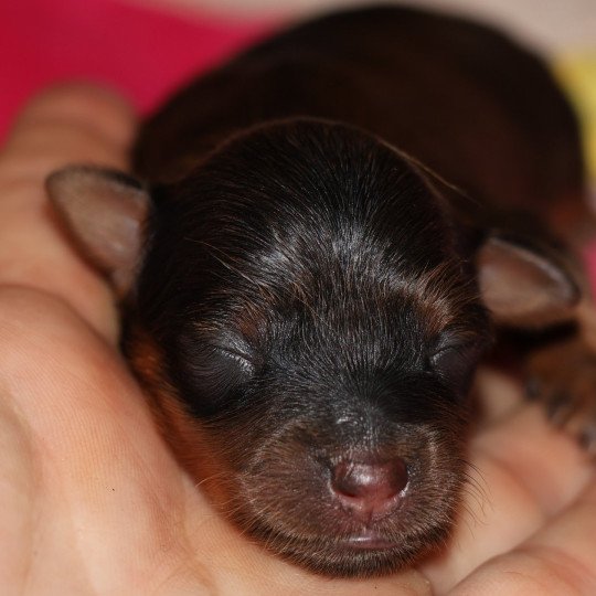 chiot Petit chien russe Fauve charbonné de noir Aïka La Nouknoukerie  