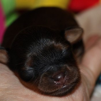 Aïka Femelle Petit chien russe