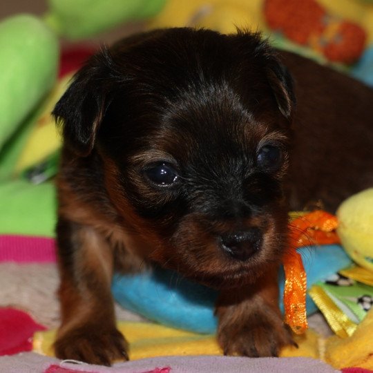 chiot Petit chien russe Fauve charbonné de noir Aïka La Nouknoukerie  