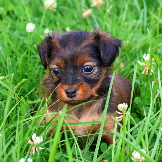 chiot Petit chien russe Fauve charbonné de noir Aïka La Nouknoukerie  