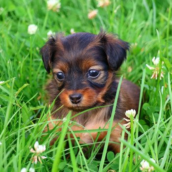 Aïka De la Nouknoukerie Femelle Petit chien russe