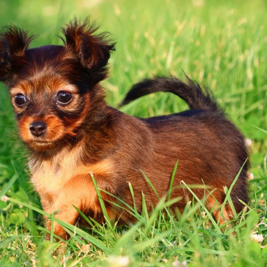 chiot Petit chien russe Fauve charbonné de noir Aïka La Nouknoukerie  
