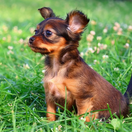 chiot Petit chien russe Fauve charbonné de noir Aïka La Nouknoukerie  