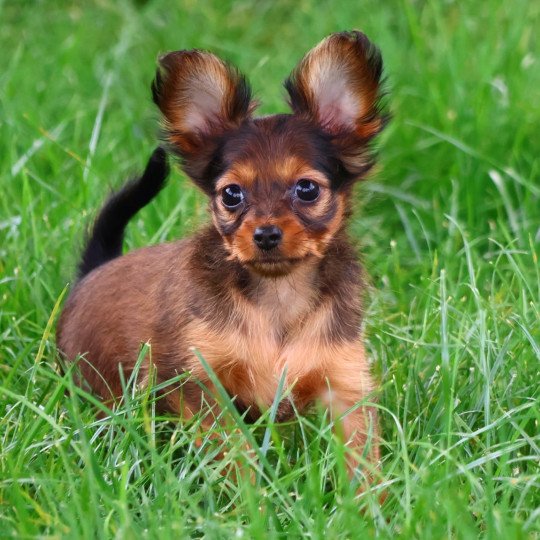 chiot Petit chien russe Fauve charbonné de noir Aïka La Nouknoukerie  