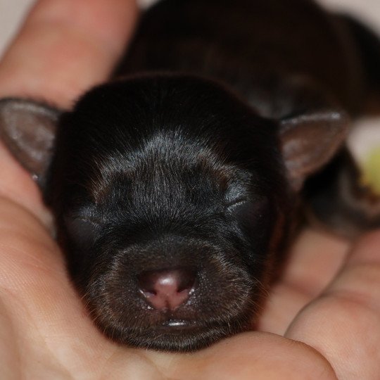 chiot Petit chien russe Fauve charbonné de noir Aimy La Nouknoukerie  