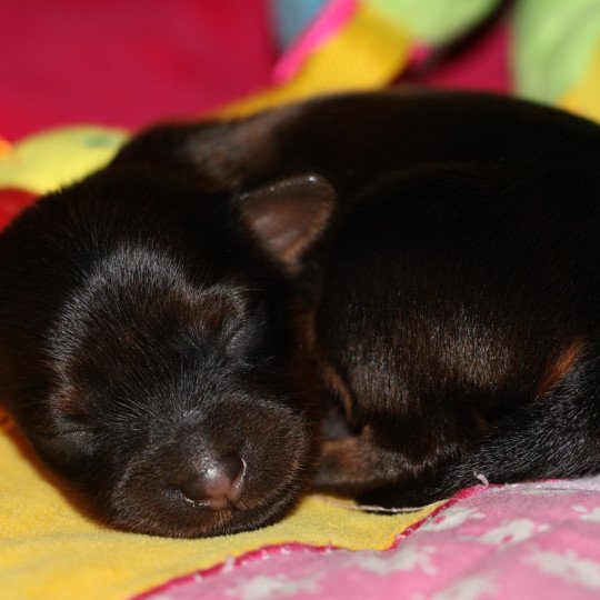 chiot Petit chien russe Fauve charbonné de noir Aimy La Nouknoukerie  