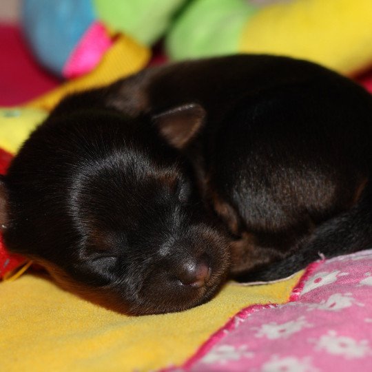 chiot Petit chien russe Fauve charbonné de noir Aimy La Nouknoukerie  