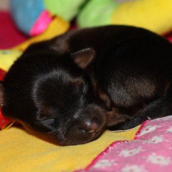 Aimy Femelle Petit chien russe
