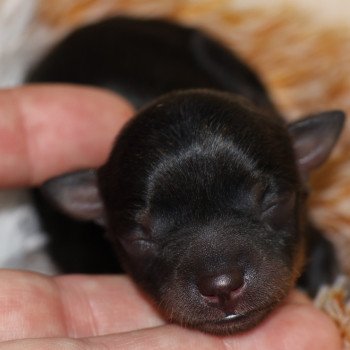 Akemy Femelle Petit chien russe