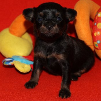 Akemy Femelle Petit chien russe