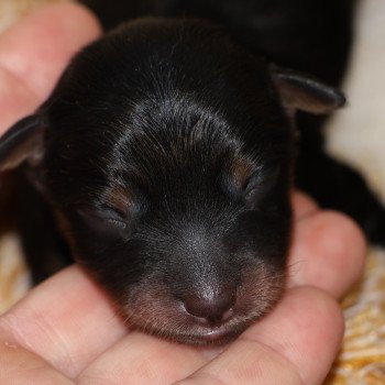 Akira Femelle Petit chien russe