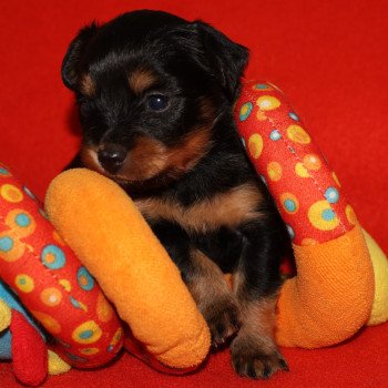 Akira Femelle Petit chien russe