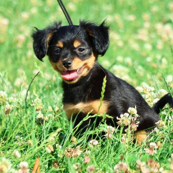 Akira Femelle Petit chien russe