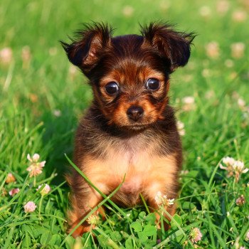 Aska De la Nouknoukerie Femelle Petit chien russe