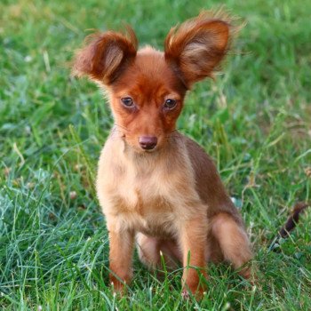 Ava De la Nouknoukerie Femelle Petit chien russe