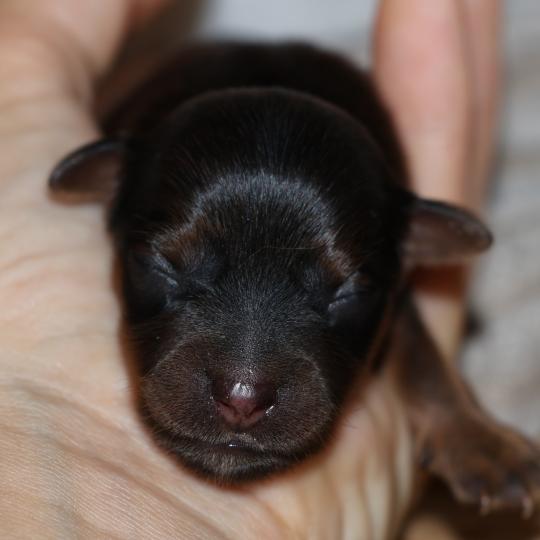 Baccarat De la Nouknoukerie Femelle Petit chien russe