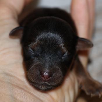 Baccarat De la Nouknoukerie Femelle Petit chien russe