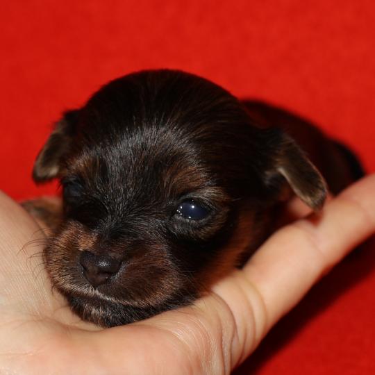 chiot Petit chien russe Fauve charbonné de noir Baccarat La Nouknoukerie  