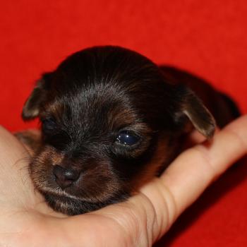 Baccarat De la Nouknoukerie Femelle Petit chien russe