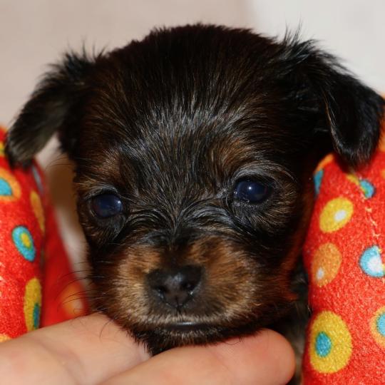 chiot Petit chien russe Fauve charbonné de noir Baccarat La Nouknoukerie  