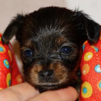 Baccarat De la Nouknoukerie Femelle Petit chien russe