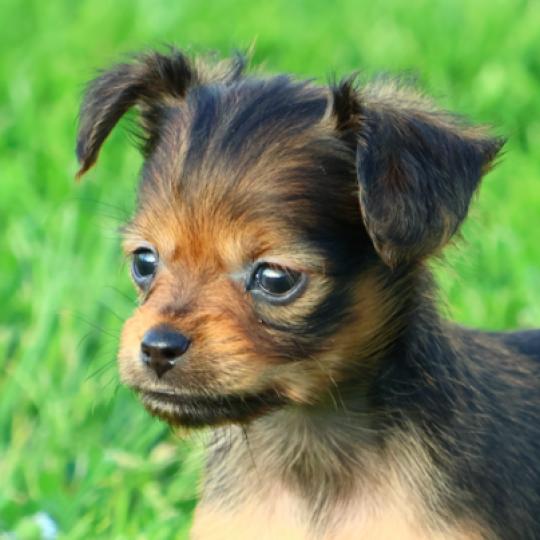 chiot Petit chien russe Fauve charbonné de noir Baccarat La Nouknoukerie  