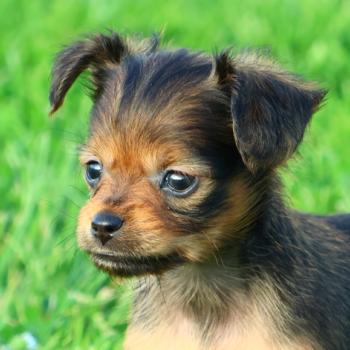 Baccarat De la Nouknoukerie Femelle Petit chien russe