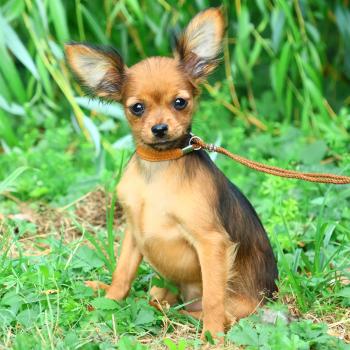 Baccarat De la Nouknoukerie Femelle Petit chien russe