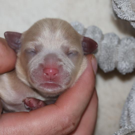 Baïkah De la Nouknoukerie Femelle Petit chien russe