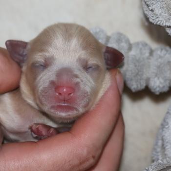 Baïkah De la Nouknoukerie Femelle Petit chien russe