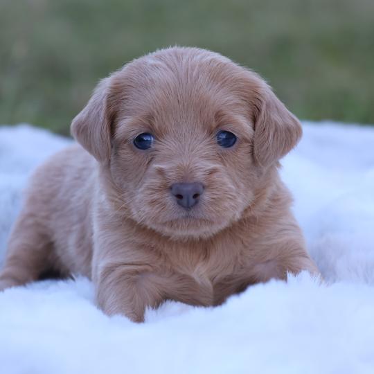 chiot Petit chien russe Rouge recessif Baïkah La Nouknoukerie  