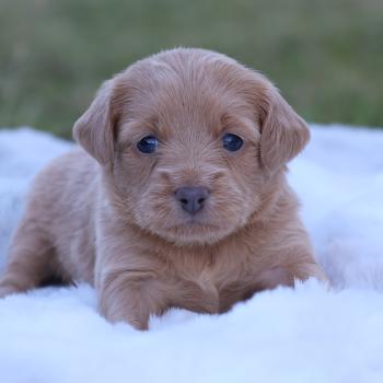 Baïkah De la Nouknoukerie Femelle Petit chien russe