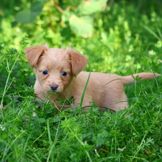 chiot Petit chien russe Rouge recessif Baïkah La Nouknoukerie  