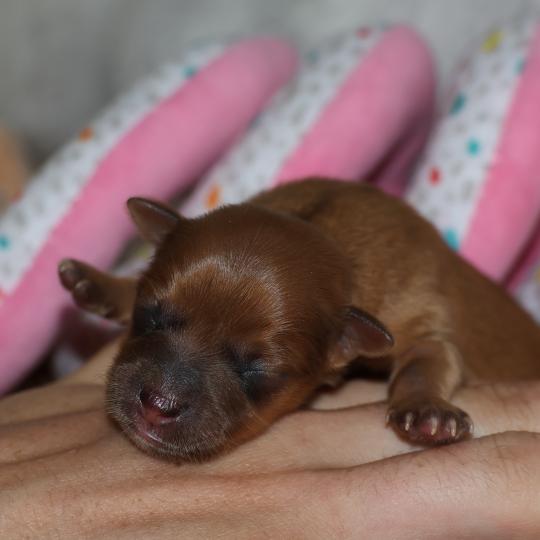 chiot Petit chien russe Fauve rouge Baïko La Nouknoukerie  