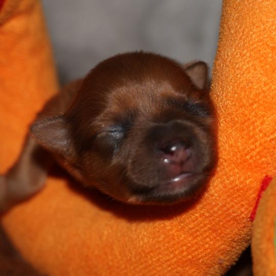 chiot Petit chien russe Fauve rouge Baïko La Nouknoukerie  