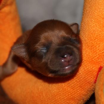 Baïko De la Nouknoukerie Mâle Petit chien russe
