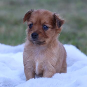 Baïko De la Nouknoukerie Mâle Petit chien russe